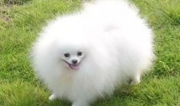 博美爆料新闻事件视频,揭秘新闻事件背后惊人真相